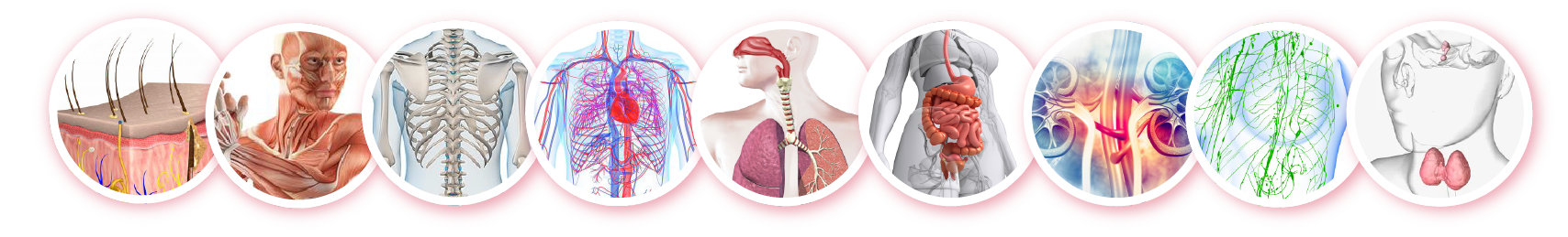 Body System and Functions